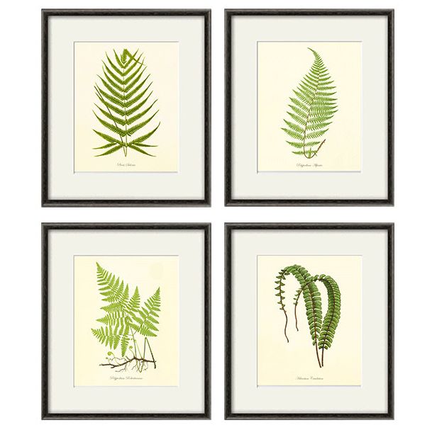 Antique Fern Art Prints – Set of 4 – Innovative Home Solutions